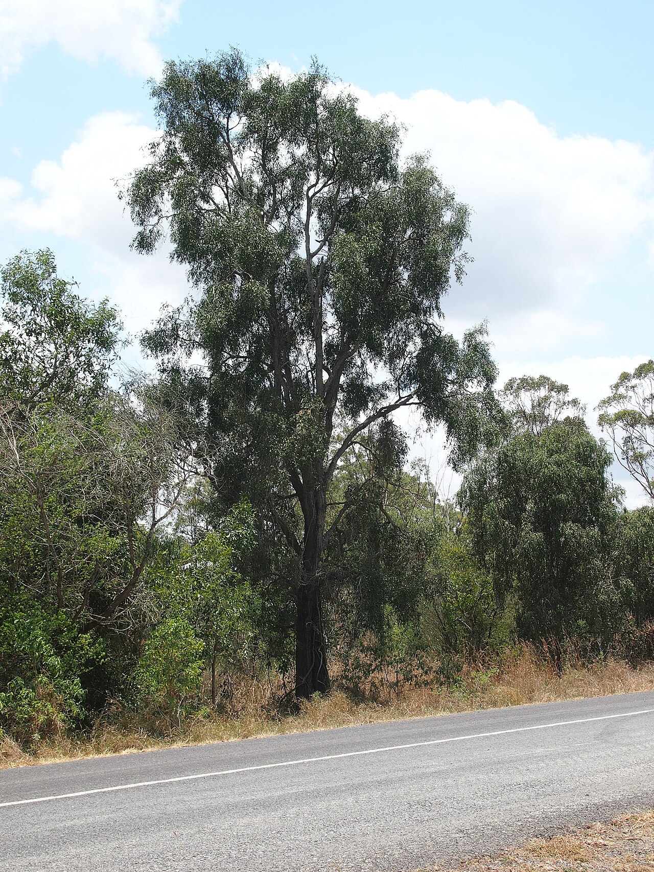 Acacia fasciculifera: Acacia fasciculifera