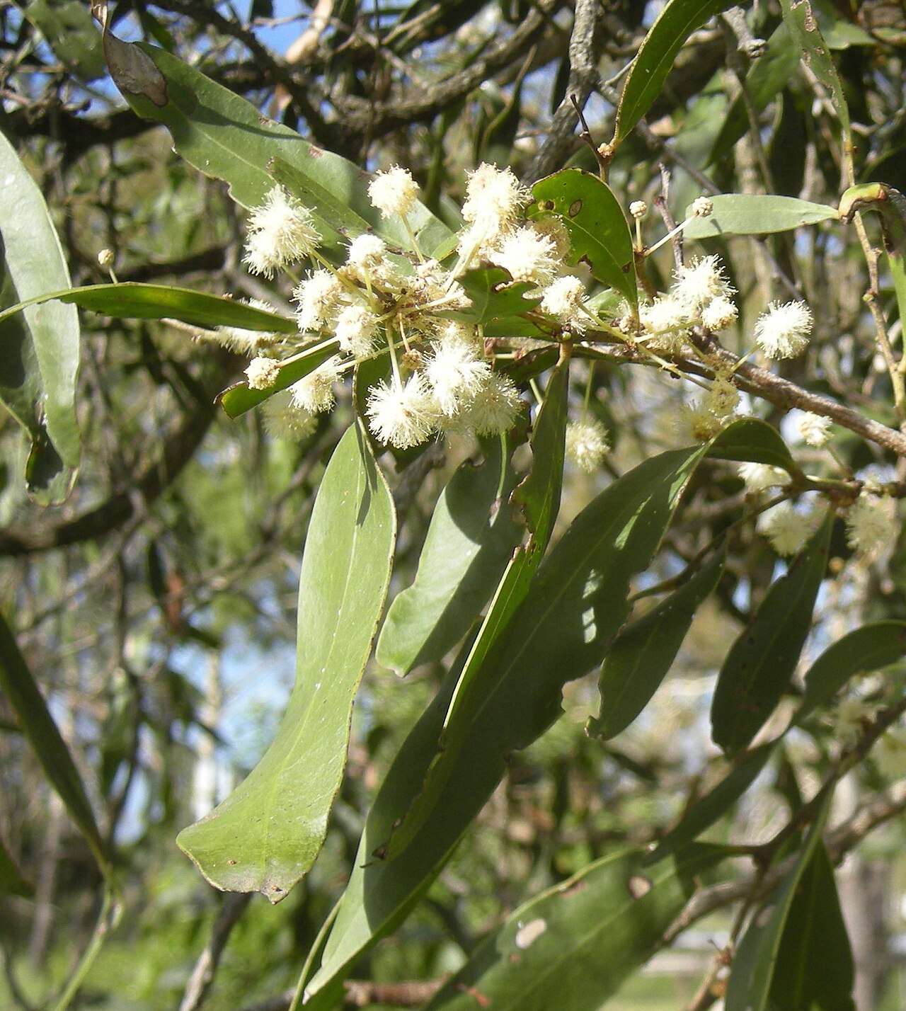 Acacia fasciculifera: Acacia fasciculifera (Scrub Ironwood) flowers