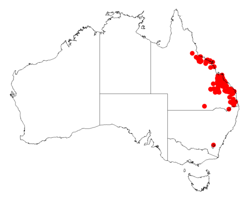 Acacia fasciculifera: Acacia fasciculifera Occurrence data from Australasia Virtual Herbarium downloaded from https://doi.org/10.26197/5c0b1388984eb on 8 December 2018