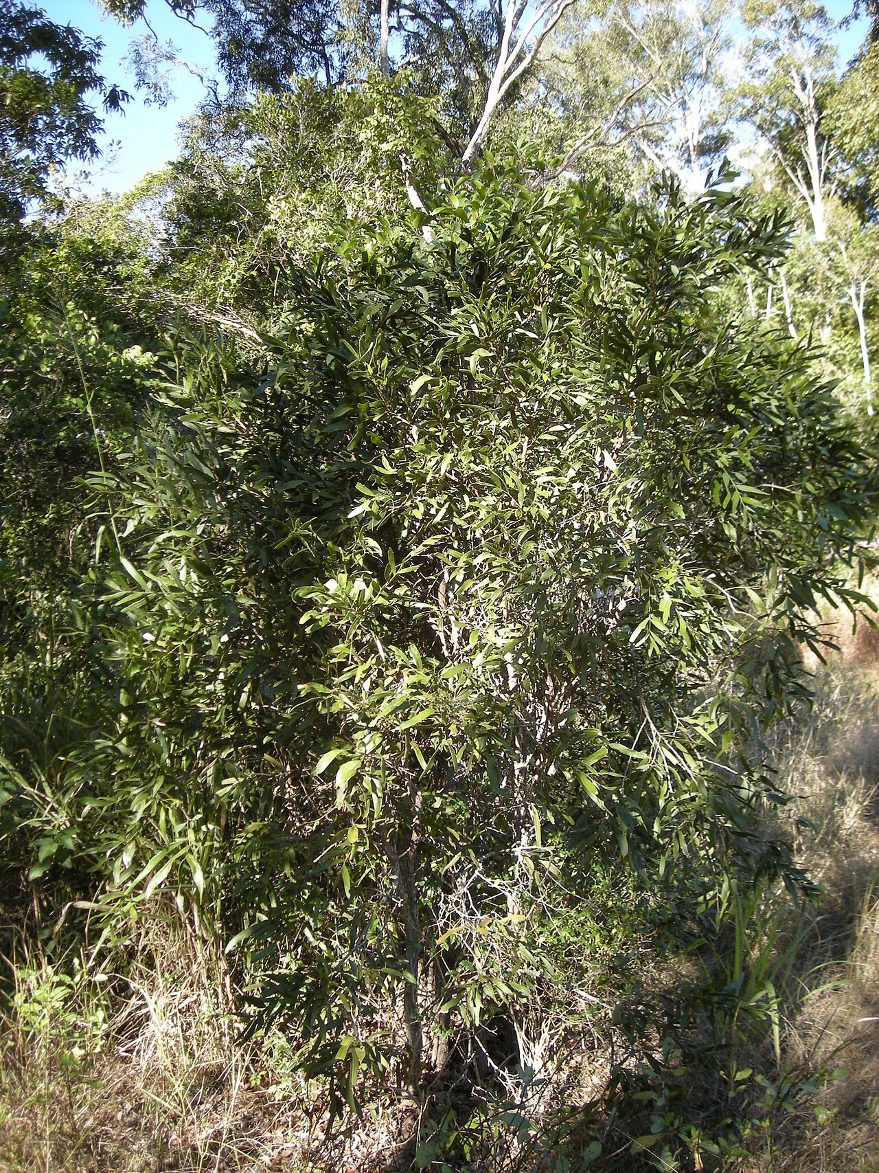Acacia fasciculifera: Acacia fasciculifera immature tree. Mount Archer National Park, Rockhampton, Queensland.