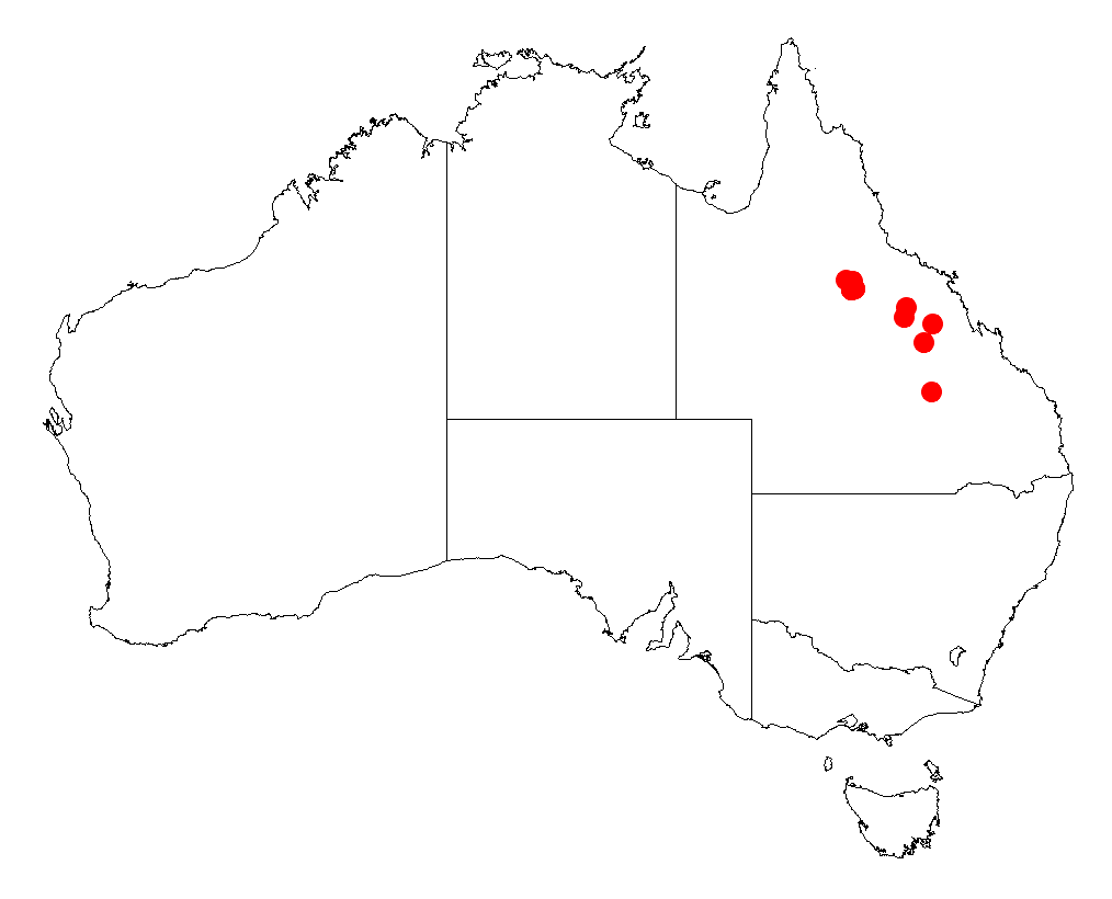 Acacia faucium: Acacia faucium occurrence data from Australasian Virtual Herbarium downloaded from https://doi.org/10.26197/5c06138894b on December 8 2018