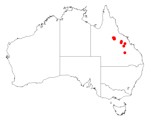 Acacia faucium: Acacia faucium occurrence data from Australasian Virtual Herbarium downloaded from https://doi.org/10.26197/5c06138894b on December 8 2018