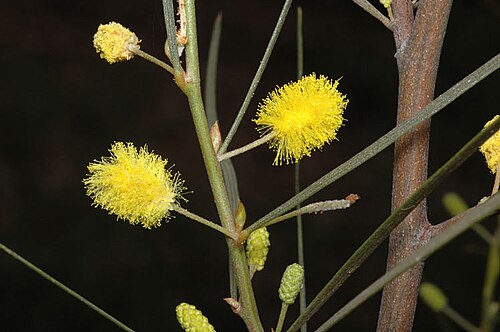 Acacia fauntleroyi: Acacia fauntleroyi in the Australian National Botanic Gardens