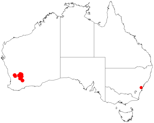 Acacia fauntleroyi: Acacia fauntleroyi occurrence data from Australasian Virtual Herbarium downloaded from https://doi.org/10.26197/5c06138894b on December 8 2018