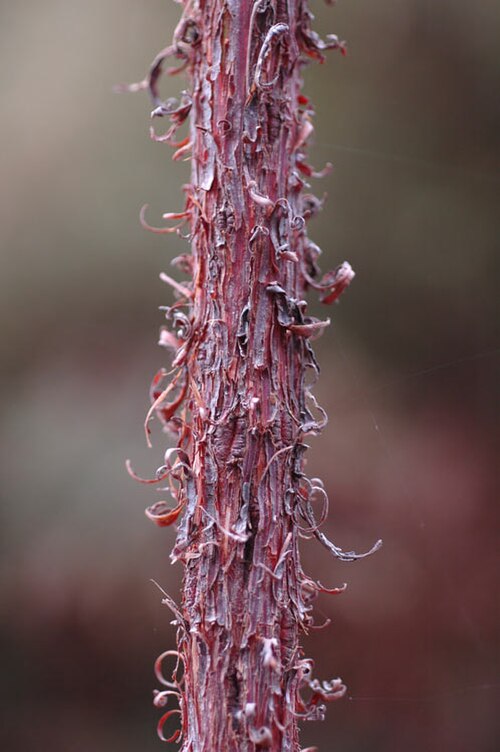 Acacia fauntleroyi: Bark of Acacia fauntleroyi in the Australian National Botanic Gardens
