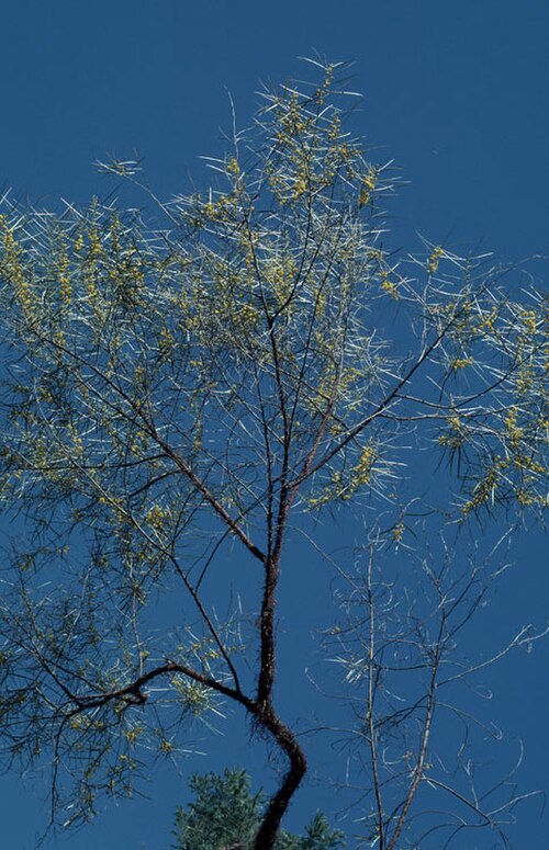 Acacia fauntleroyi: Acacia fauntleroyi habit in the Australian National Botanic Gardens