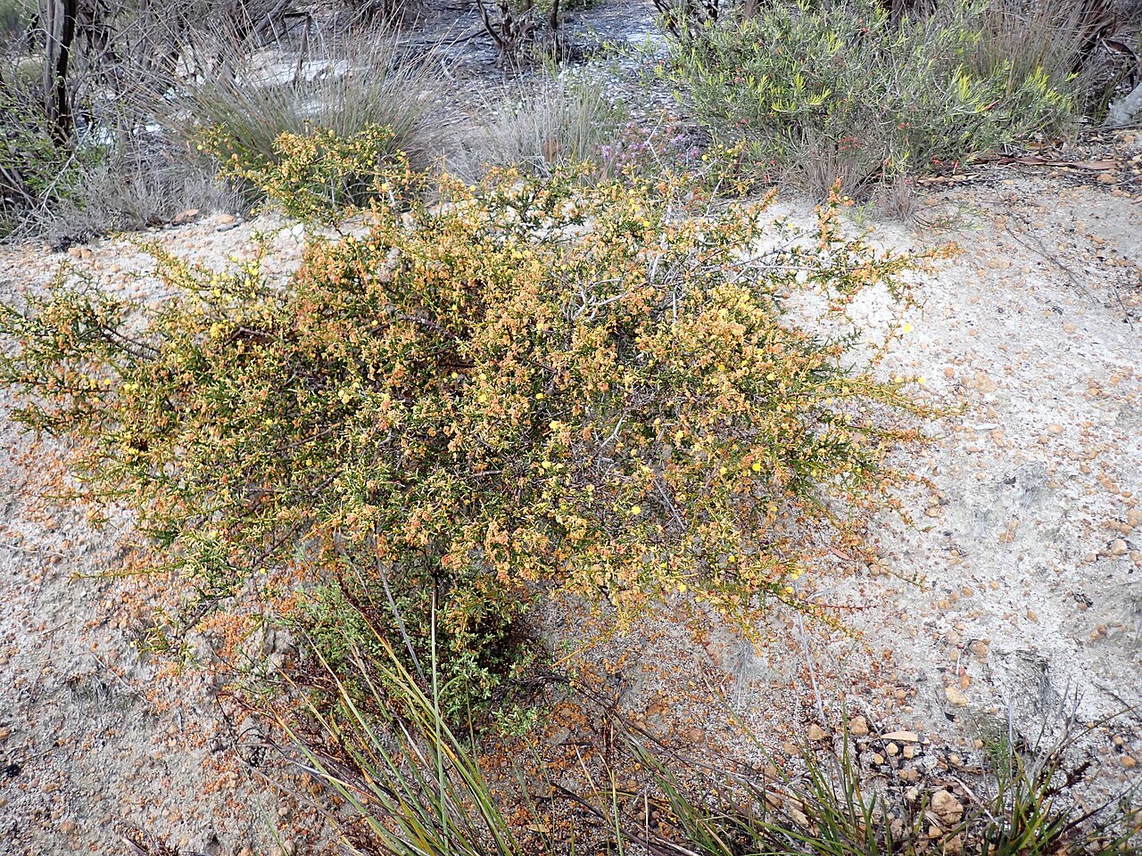 Acacia ferocior: Habit of Acacia ferocior in a gravel pit on Woodenup Road, near Ravensthorpe, Western Australia