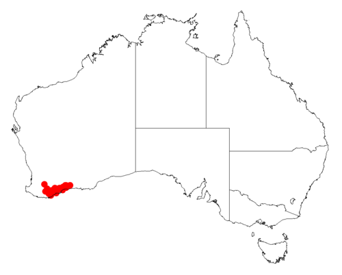 Acacia ferocior: Acacia ferocior occurrence data from Australasian Virtual Herbarium downloaded from https://doi.org/10.26197/5c06138894b on December 8 2018