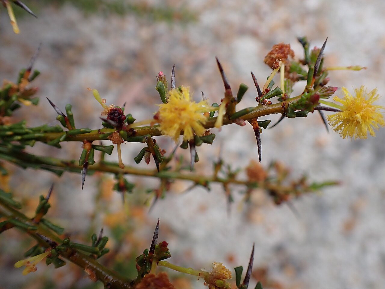 Acacia ferocior: Acacia ferocior in a gravel pit on Woodenup Road near Ravensthorpe, Western Australia
