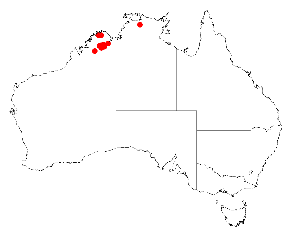 Acacia filamentosa: Acacia filamentosa occurrence data from Australasian Virtual Herbarium downloaded from https://doi.org/10.26197/5c06138894b on December 8 2018