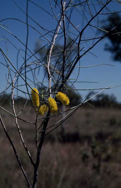 Acacia filamentosa: Acacia filamentosa near the Gibb River Road, 29 km south of the Durack River crossing, Western Australia