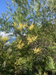Acacia filicifolia (Acacia filicifolia)