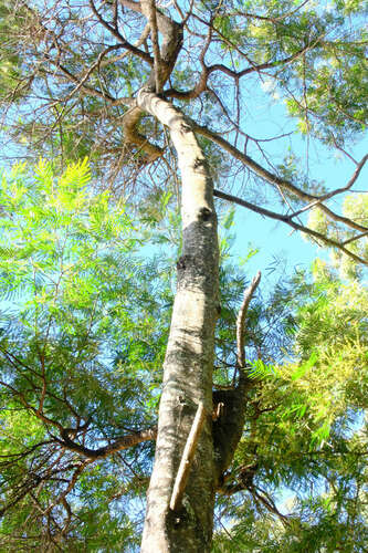 Acacia filicifolia (Acacia filicifolia)