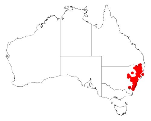 Acacia filicifolia: Acacia filicifolia occurrence data from Australasian Virtual Herbarium downloaded from https://doi.org/10.26197/5c06138894b on December 8 2018