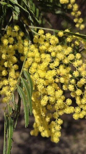 Acacia filicifolia (Acacia filicifolia)