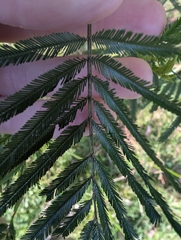 Acacia filicifolia (Acacia filicifolia)