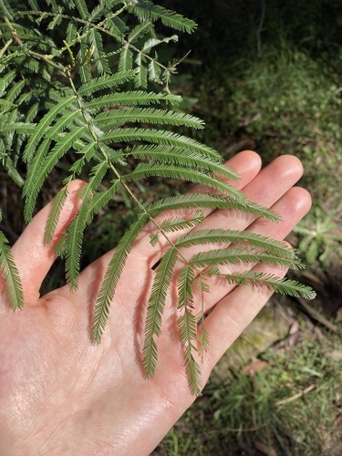 Acacia filicifolia (Acacia filicifolia)
