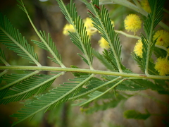 Acacia filicifolia (Acacia filicifolia)