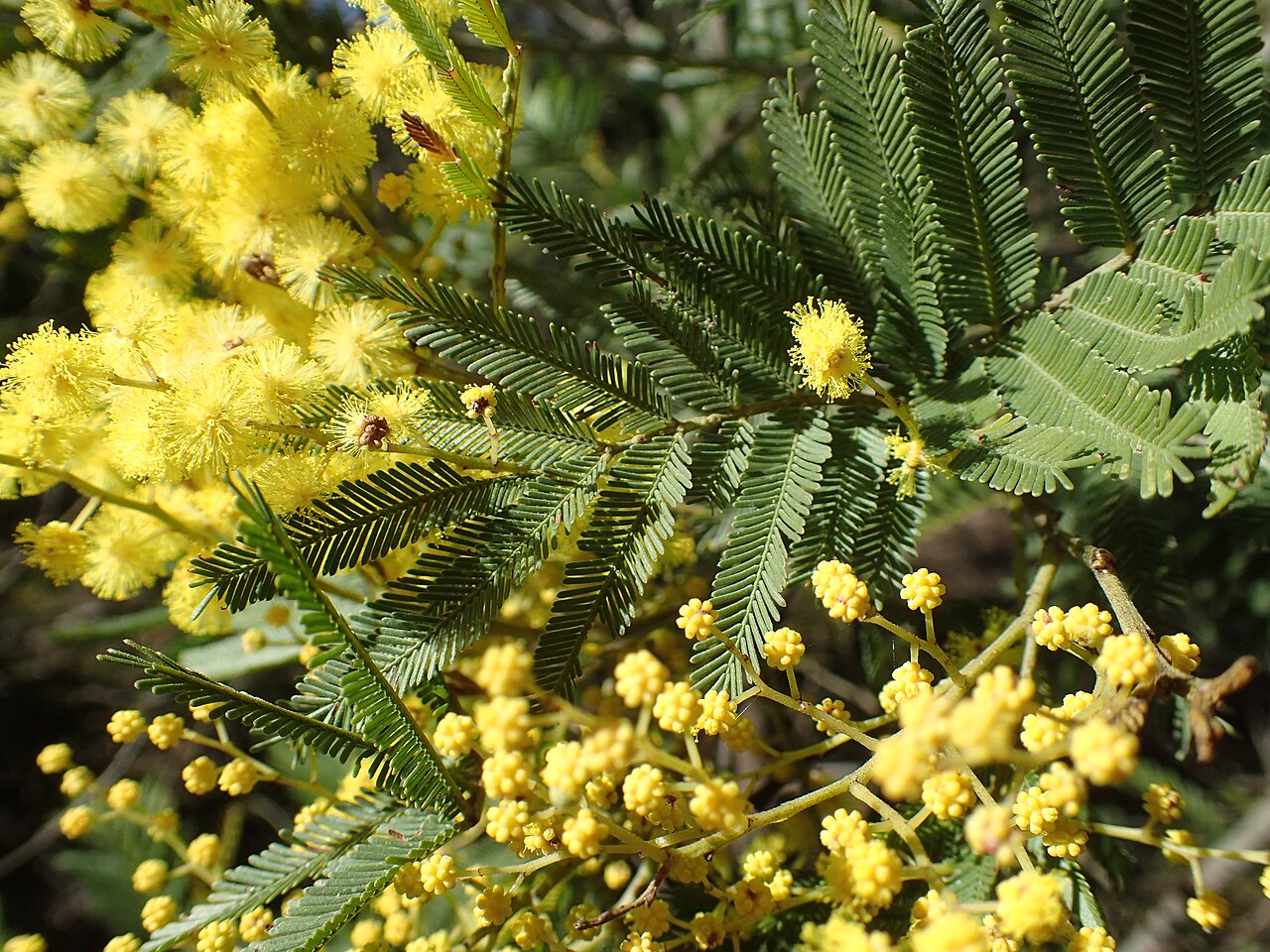 Acacia filicifolia: Acacia filicifolia leaves and flowers