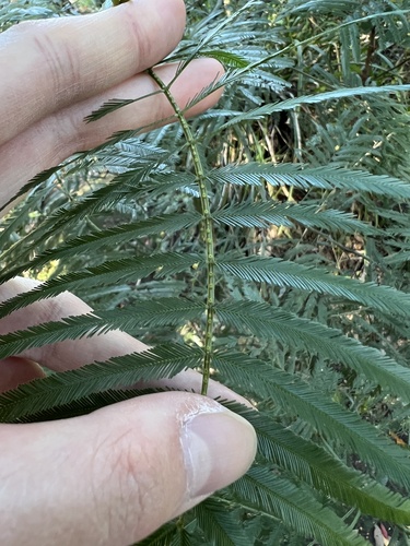 Acacia filicifolia (Acacia filicifolia)
