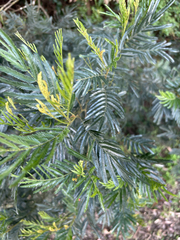 Acacia filicifolia (Acacia filicifolia)