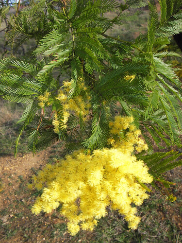Acacia filicifolia (Acacia filicifolia)