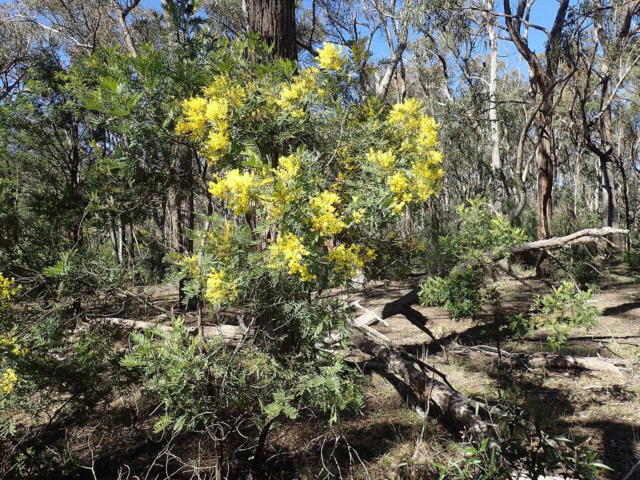 Acacia filicifolia: Acacia filicifolia growing in the Imbota Nature Reserve near Armidale