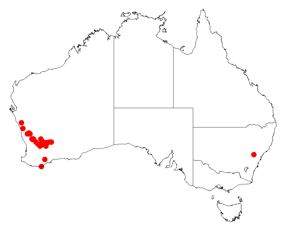 Acacia filifolia: Acacia filifolia occurrence data from Australasian Virtual Herbarium downloaded from https://doi.org/10.26197/5c06138894b on December 8 2018