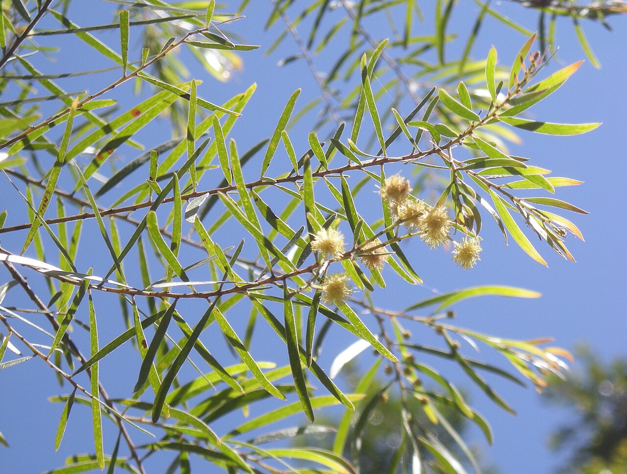 Fringed wattle: Acacia fimbriata foliage and flowers