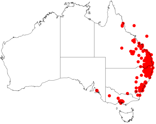Fringed wattle: Acacia fimbriata occurrence data from Australasian Virtual Herbarium downloaded from https://doi.org/10.26197/5c06138894b on December 8 2018