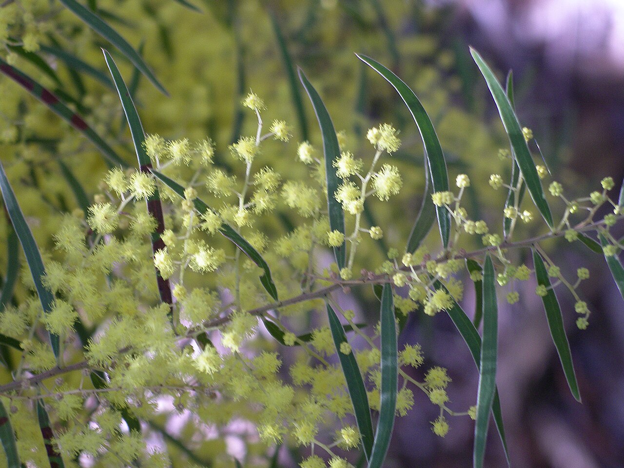 Fringed wattle (Acacia fimbriata)