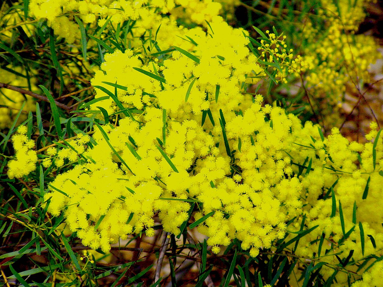 Fringed wattle: Description: Fringed Wattle ( Acacia fimbriata ) Location: Australian National Botanic Gardens, Canberra, Australian Capital Territory, Australia Date: 2005-09-