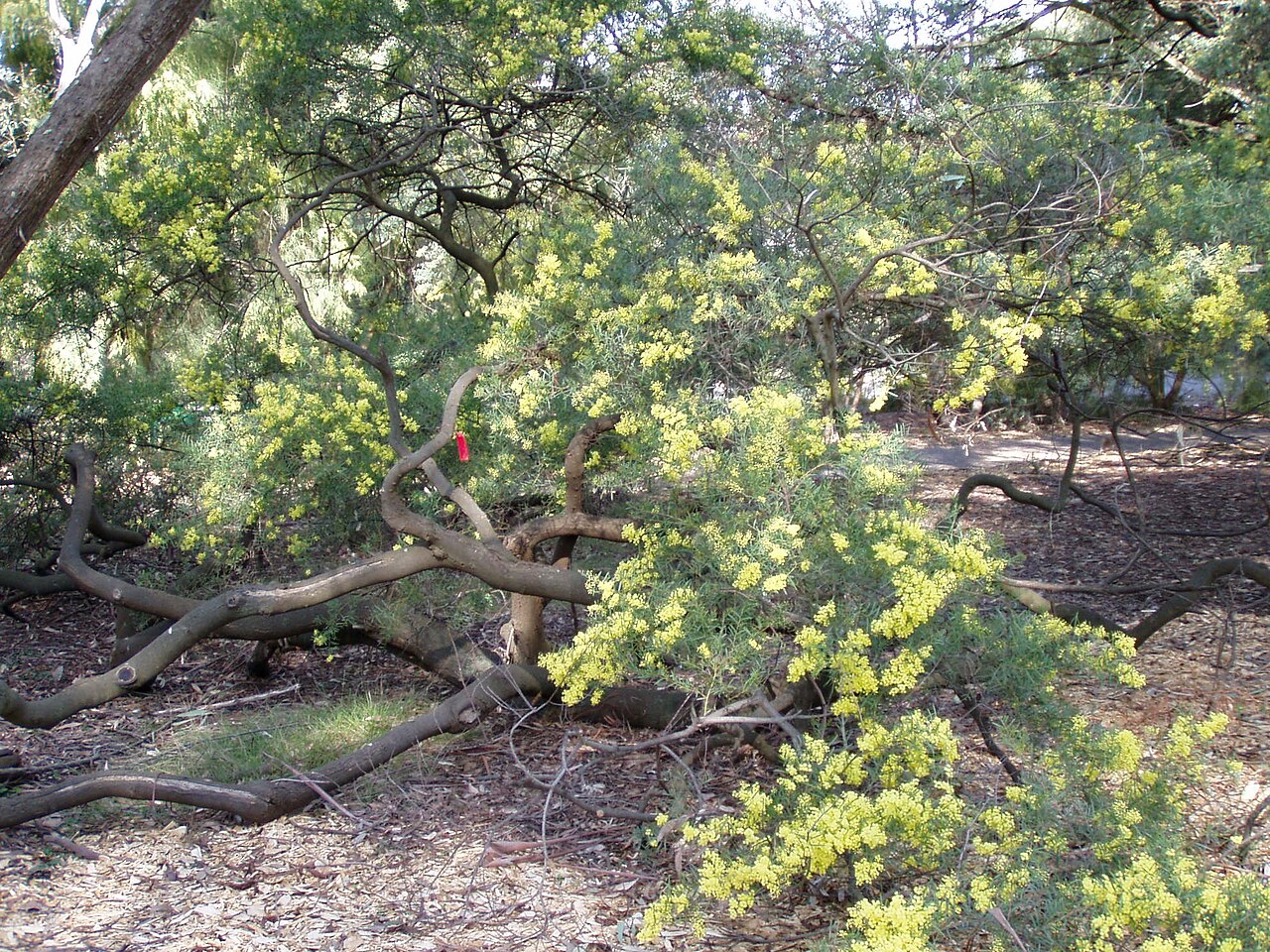 Fringed wattle: Description: Fringed Wattle ( Acacia fimbriata ) Location: Australian National Botanic Gardens, Canberra, Australian Capital Territory, Australia Date: 2005-09-