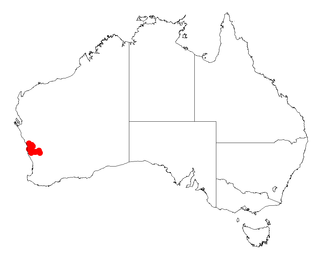 Acacia flabellifolia: Acacia flabellifolia Occurrence data from Australasia Virtual Herbarium downloaded from https://doi.org/10.26197/5c0b1388984eb on 8 December 2018