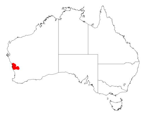 Acacia flabellifolia: Acacia flabellifolia Occurrence data from Australasia Virtual Herbarium downloaded from https://doi.org/10.26197/5c0b1388984eb on 8 December 2018