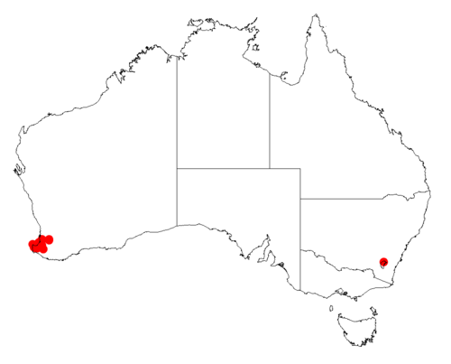 Acacia flagelliformis: Acacia flagelliformis Occurrence data from Australasia Virtual Herbarium downloaded from https://doi.org/10.26197/5c0b1388984eb on 8 December 2018