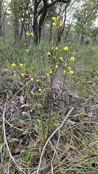 Acacia flagelliformis: Acacia flagelliformis near Busselton, Western Australia
