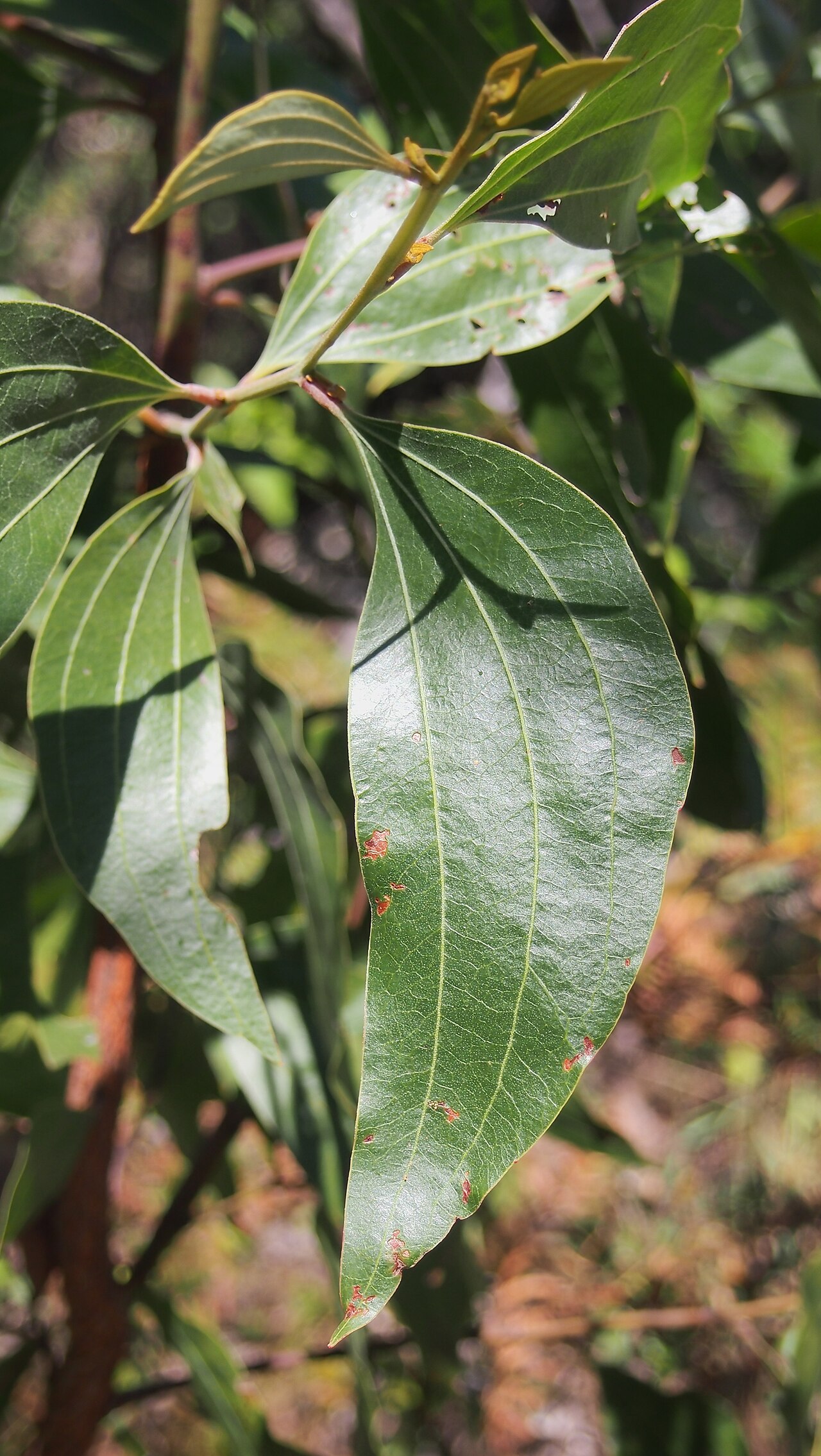 Acacia flavescens: Acacia flavescens leaf