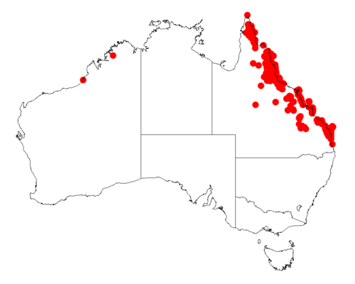 Acacia flavescens: Acacia flavescens occurrence data from Australasian Virtual Herbarium downloaded from https://doi.org/10.26197/5c06138894b on December 8 2018