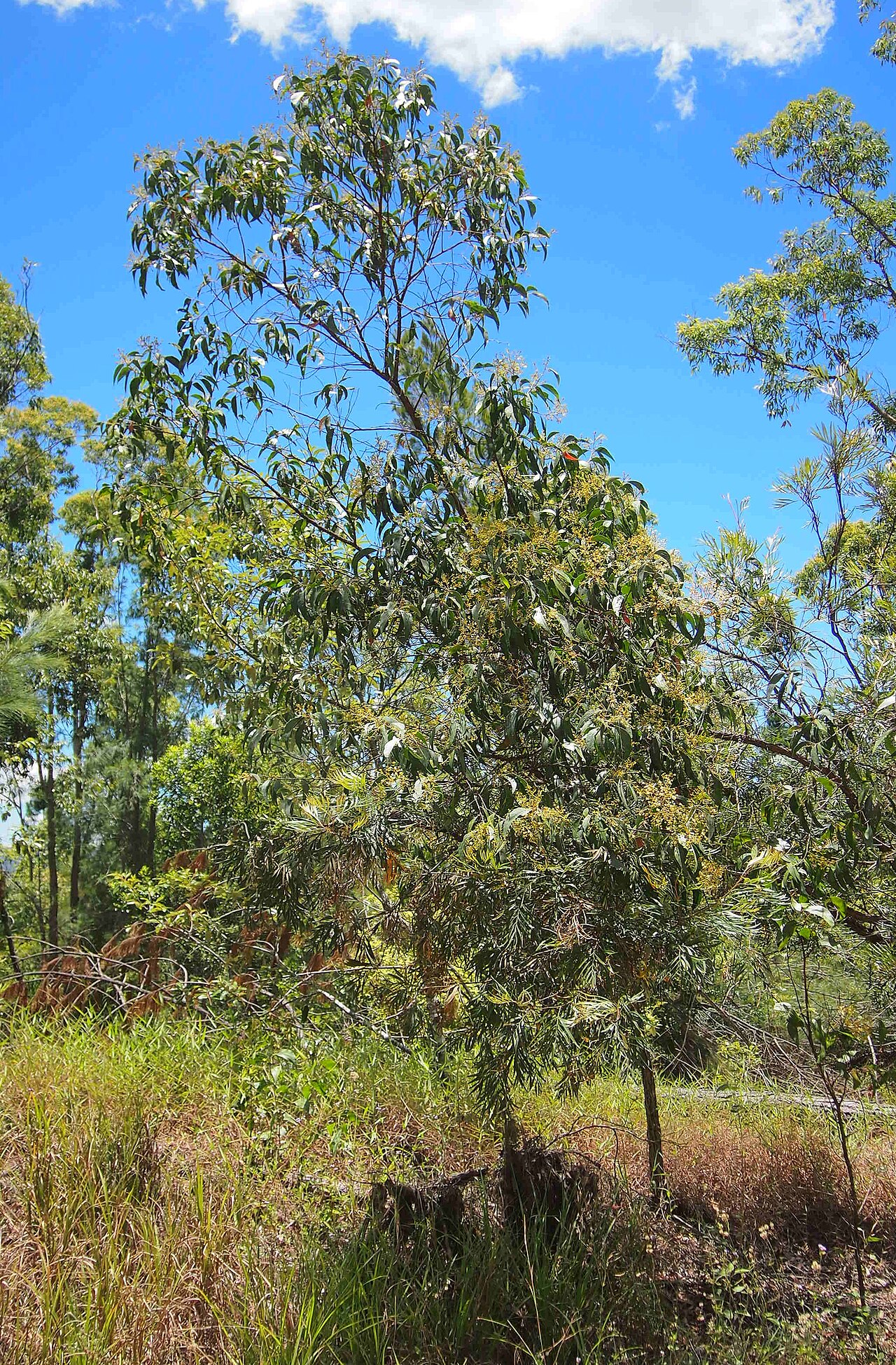 Acacia flavescens: Acacia flavescens habit