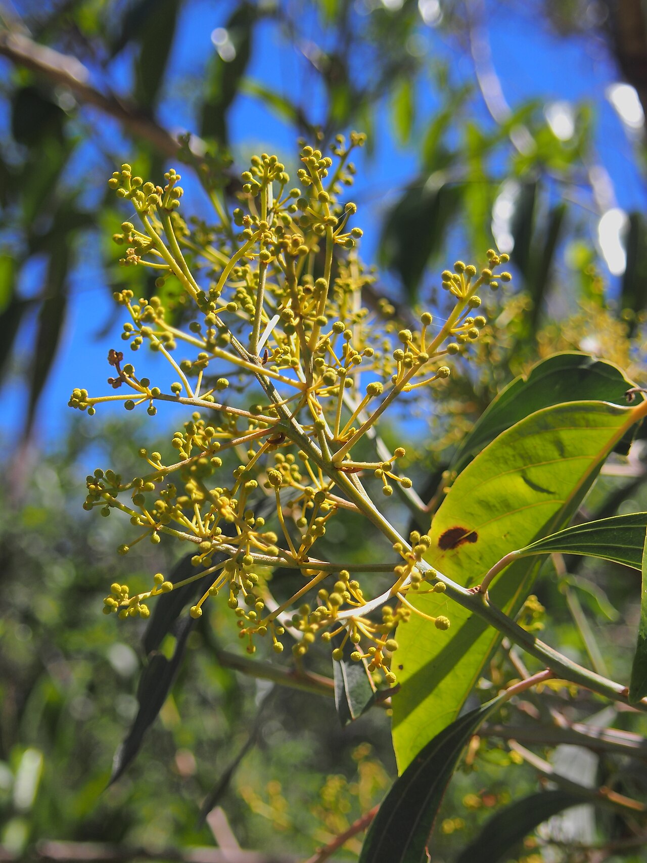 Acacia flavescens: Acacia flavescens flower buds