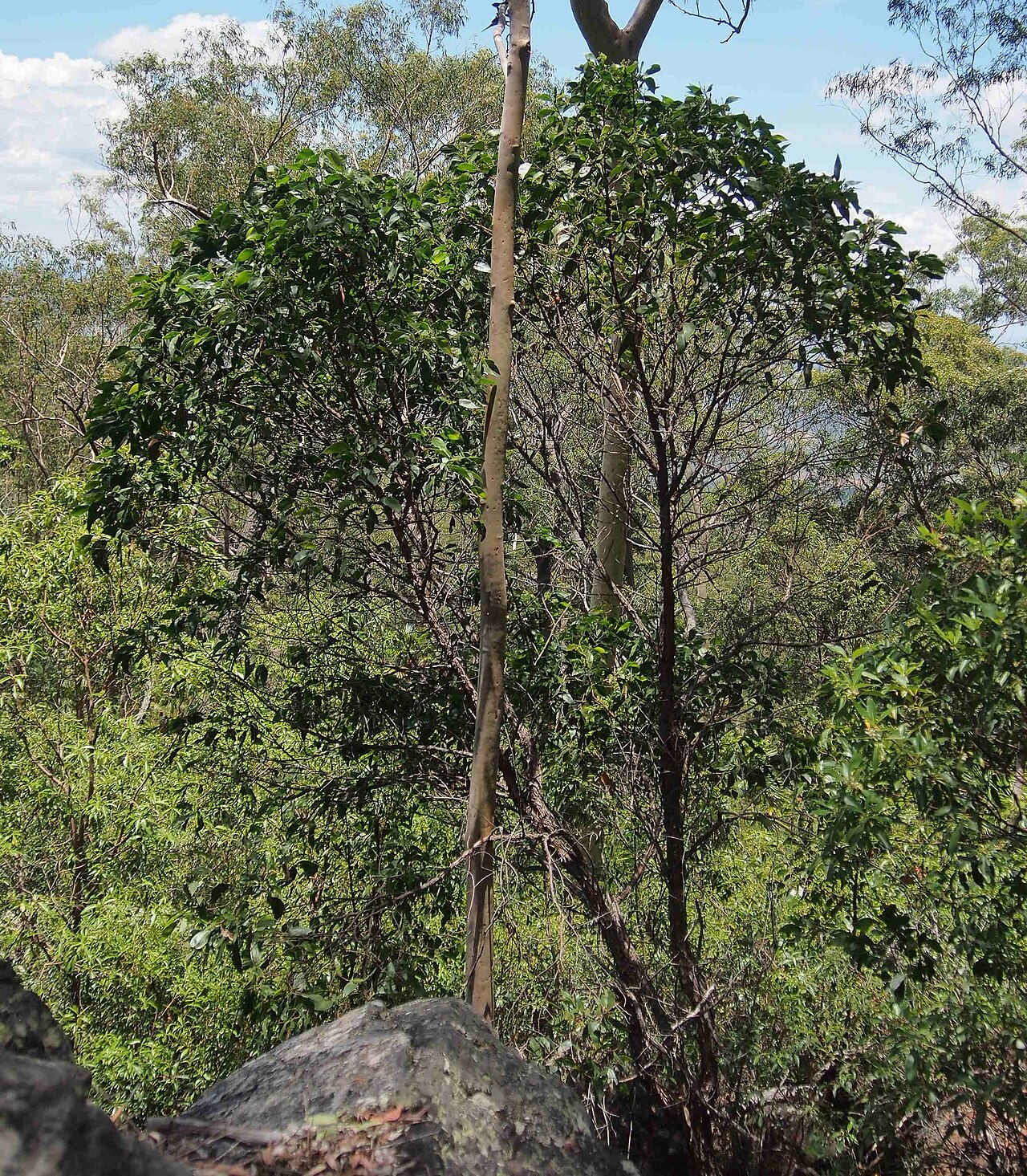 Acacia flavescens: Acacia flavescens