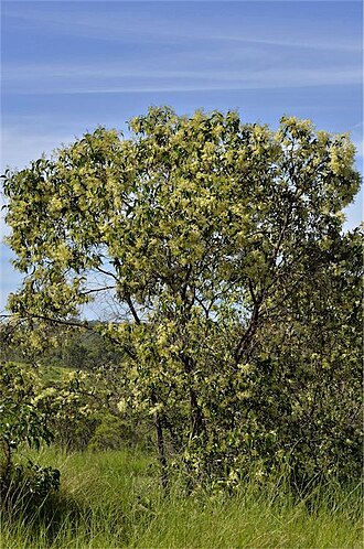 Acacia flavescens: Acacia flavescens near GreenhillRoad (from Bruce Highway to Ilbilbie), near junction wtih Howlands Road, Queensland