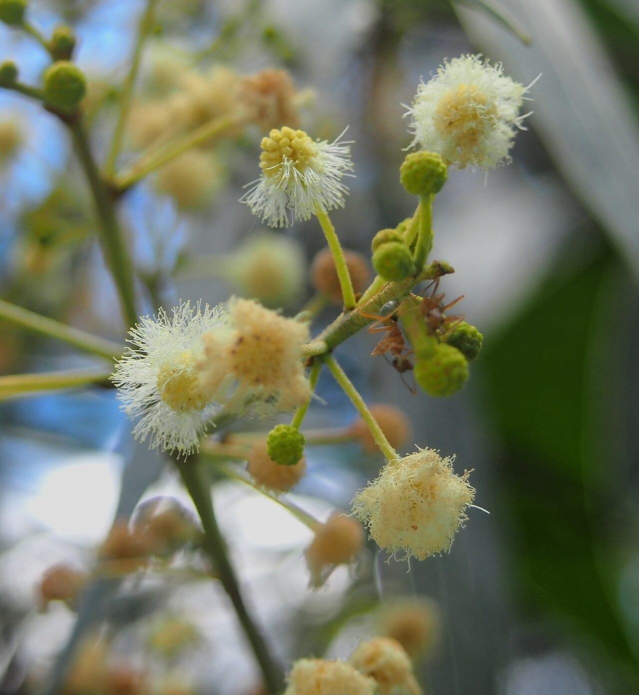 Acacia flavescens: Acacia flavescens flowers