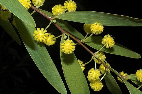 Acacia fleckeri: Acacia fleckeri