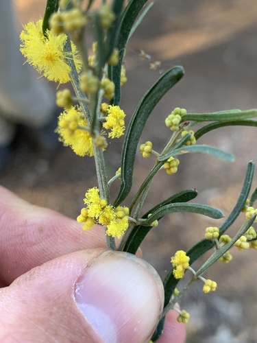 Bent leaf wattle (Acacia flexifolia)