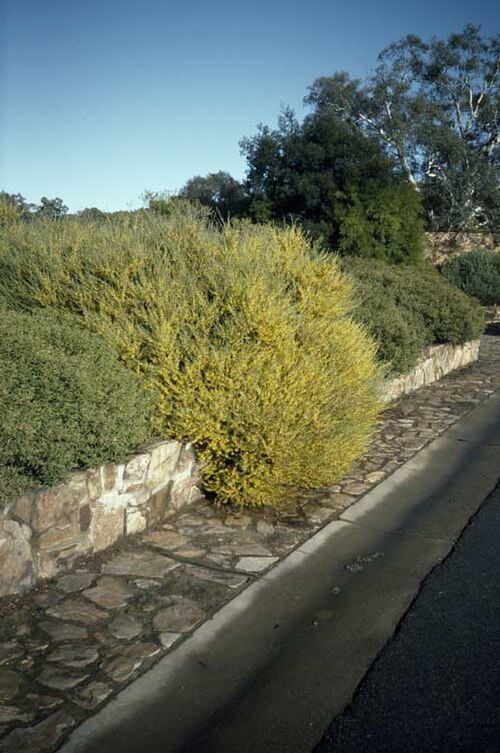 Bent leaf wattle: Acacia flexifolia near the entrance to the Australian National Botanic Gardens, Australian Capital Territory