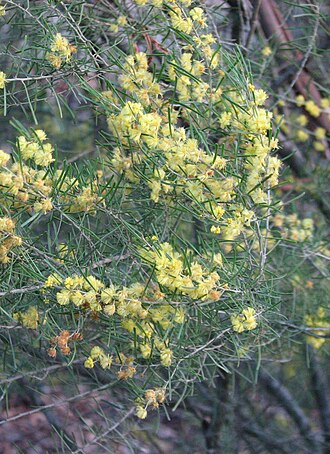 Bent leaf wattle: Acacia flexifolia (cultivated, labelled), Maranoa Gardens, Balwyn, Victoria, Australia