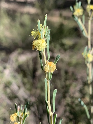 Bent leaf wattle (Acacia flexifolia)
