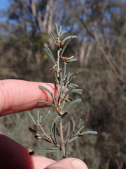 Bent leaf wattle (Acacia flexifolia)